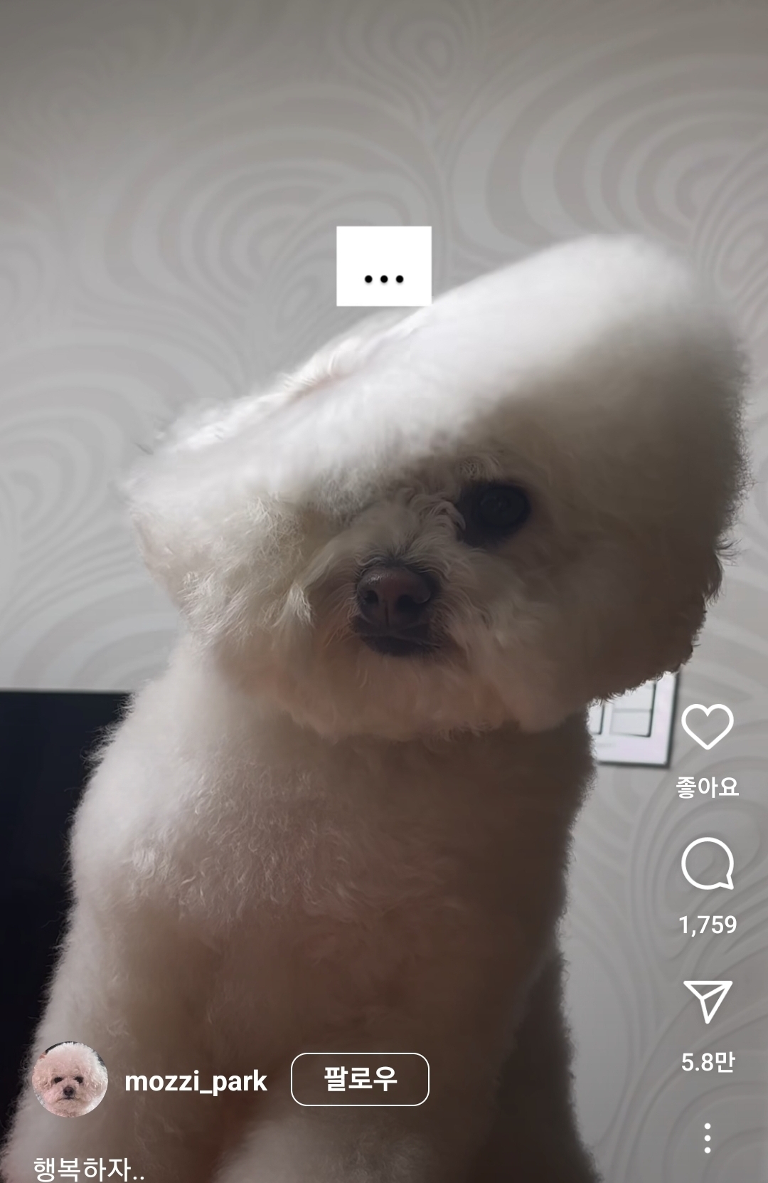 비숑 이미지