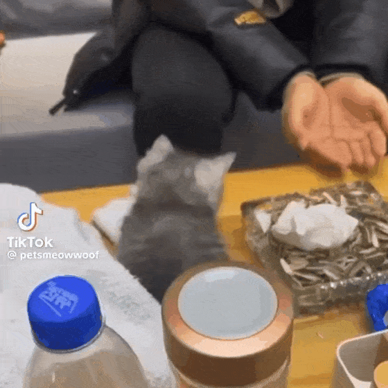 양손가득 고양이.jpgif | 인스티즈