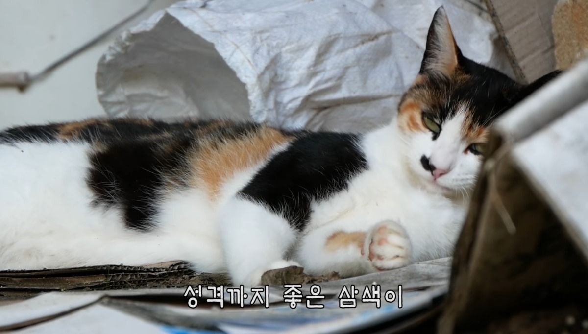 [hahaha] 아기 삼색냥이 인생 최대의 도박 | 인스티즈