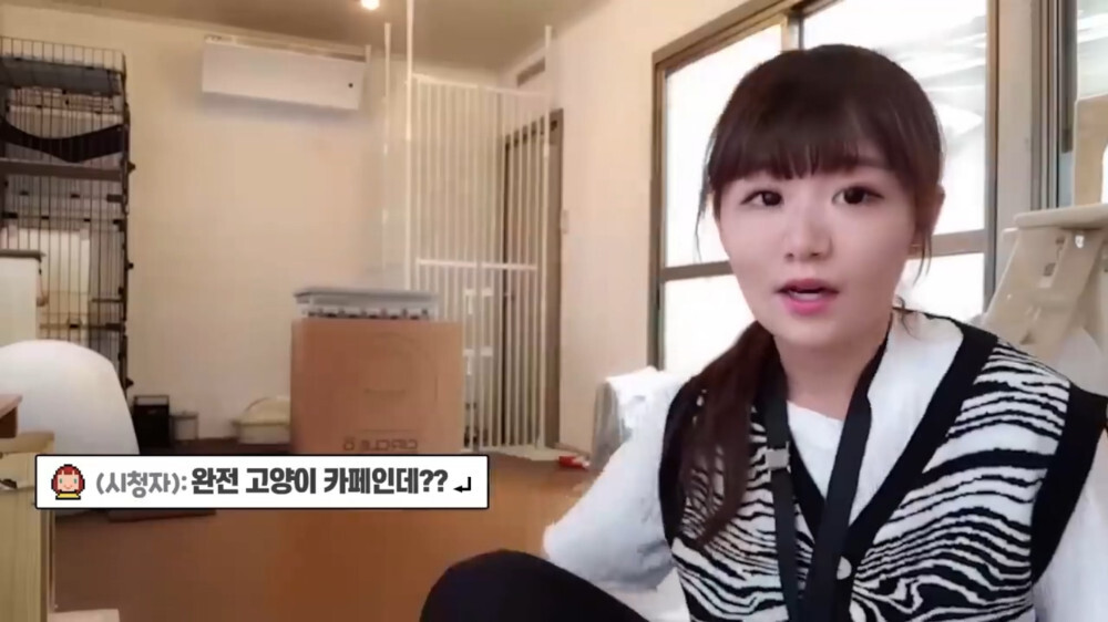 [스압주의] 일본인 캣맘 유튜버 2편 - 3천만원짜리 고양이 집 지음 | 인스티즈