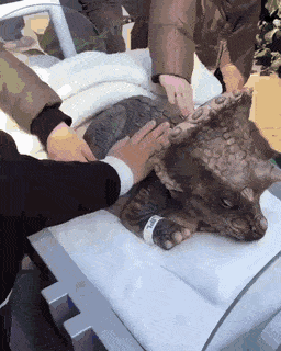 요즘 유행하는 동물체험 | 인스티즈