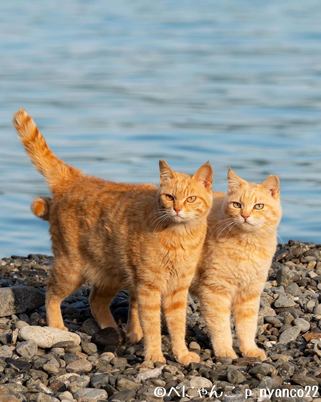 짝지어다니는 섬고양이들 | 인스티즈