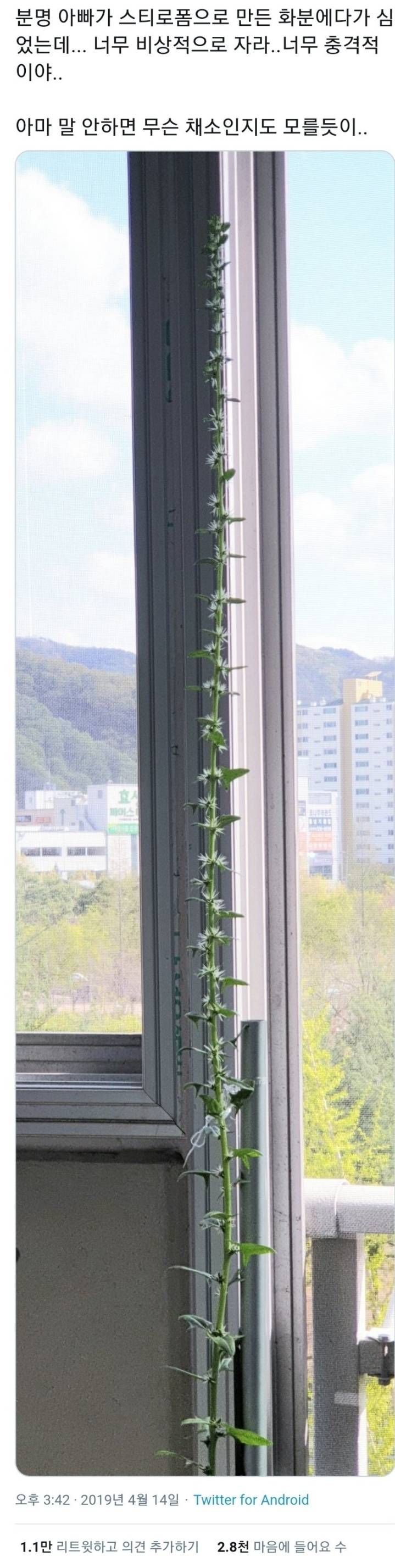 아빠가 키우는 채소가 지나치게 잘자란다 | 인스티즈