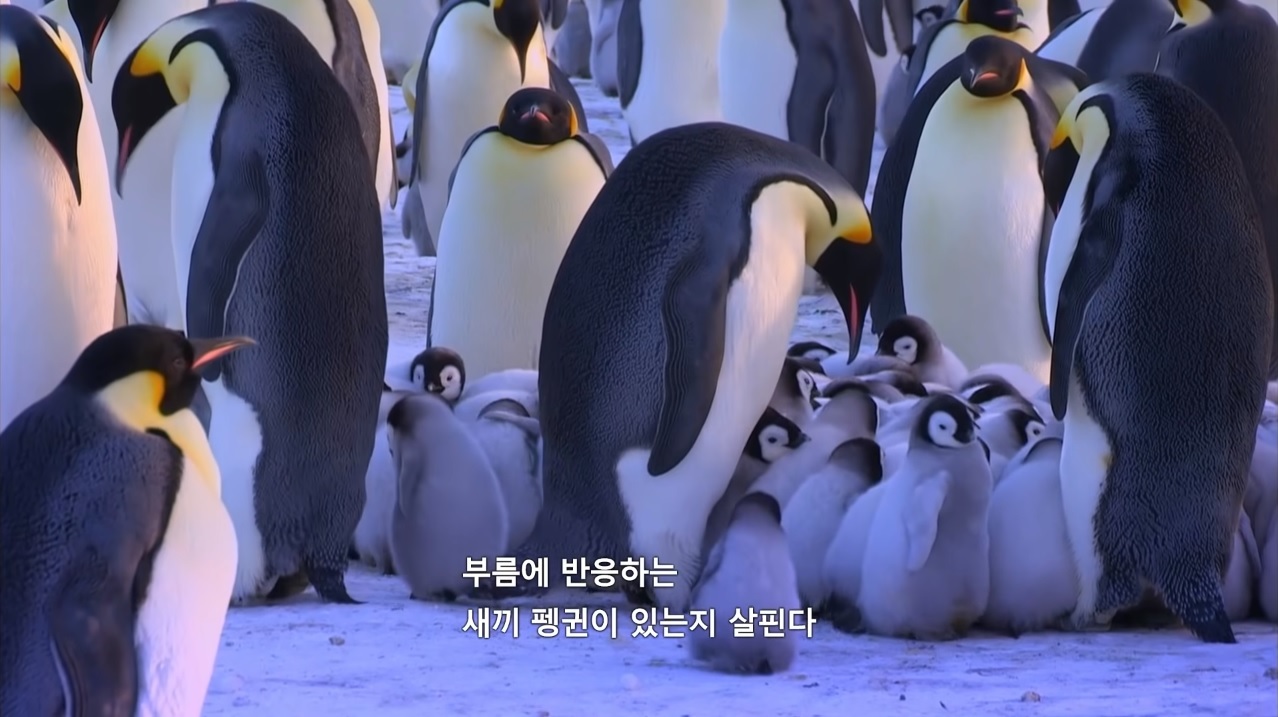 친자확인후 먹이주는 황제펭귄.gif | 인스티즈