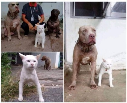 맹견과 같이 자란 고양이 | 인스티즈