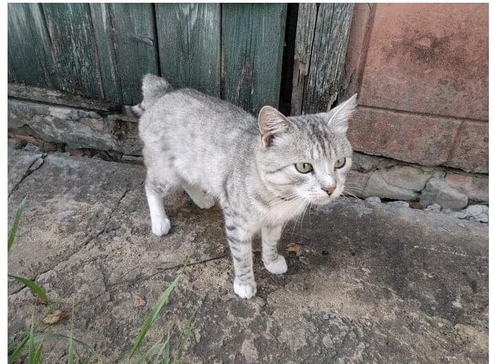 불곰국에서 길냥이 주운 후기.jpg | 인스티즈