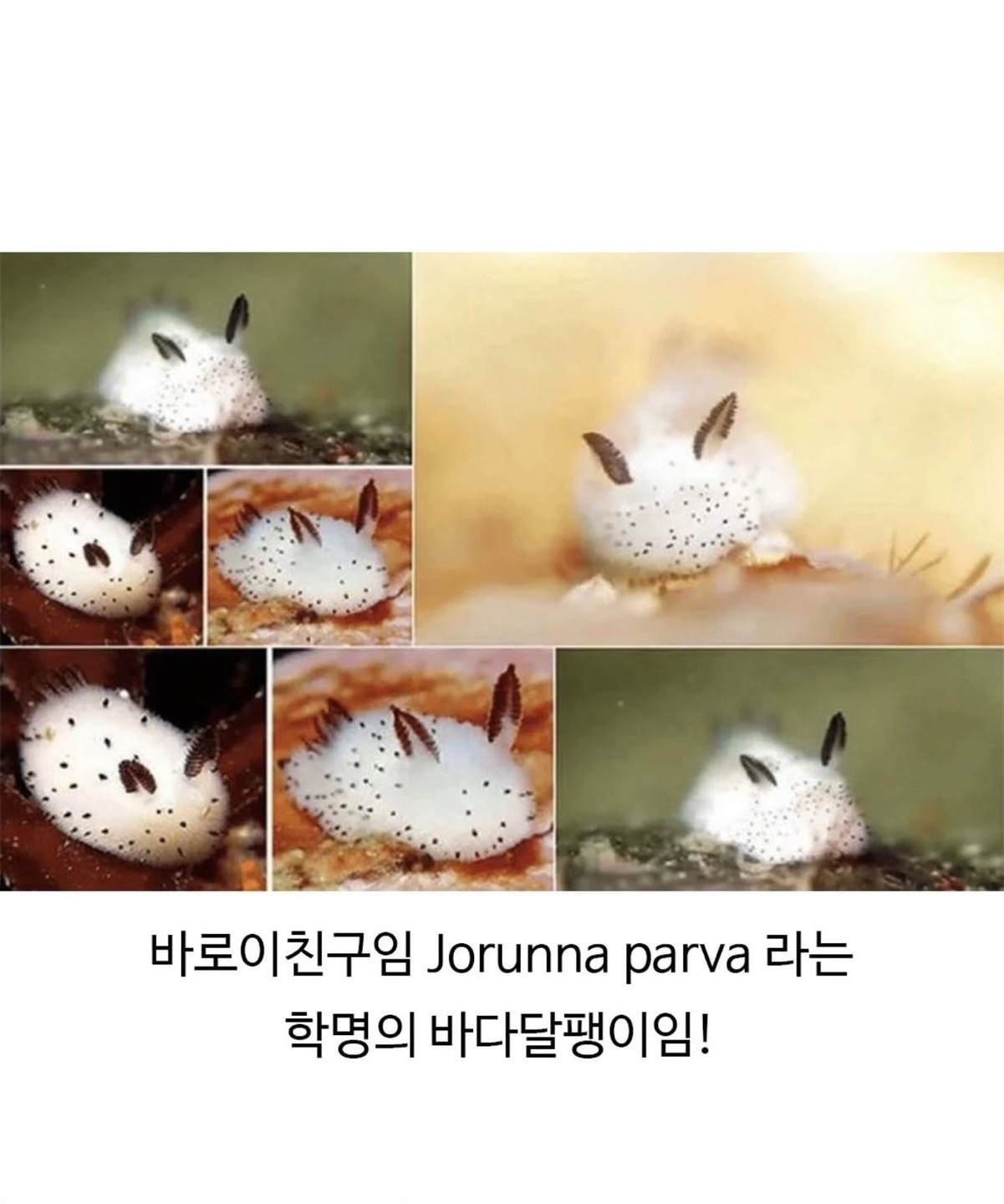 스폰지밥에 의외로 실존한다는 생물 | 인스티즈