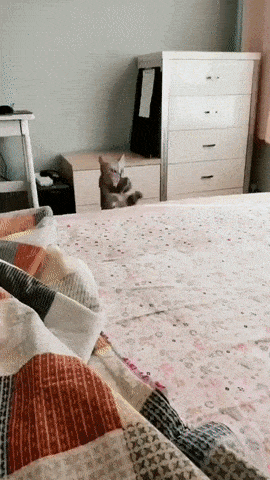 고양이가 집사를 신뢰하면 생기는 일.gif | 인스티즈