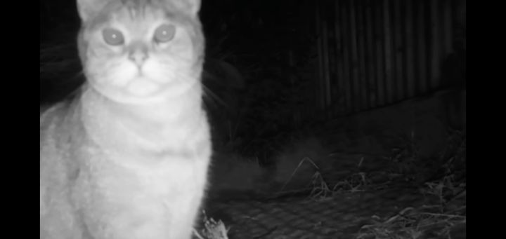 도로 위 야생동물 생태통로를 이용하는 동물들.jpg | 인스티즈