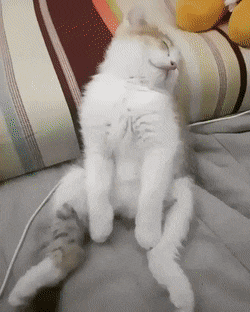 졸린 고양이 .gif | 인스티즈