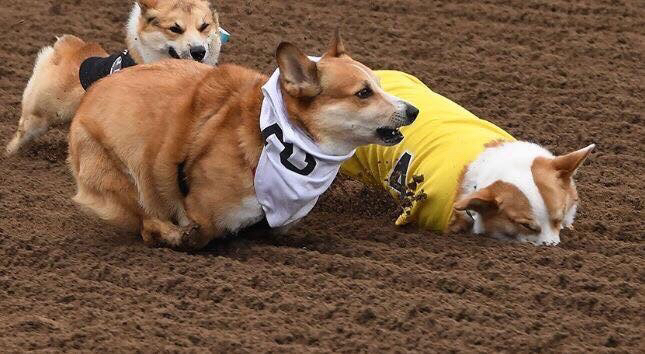웰시코기 달리기 대회 | 인스티즈