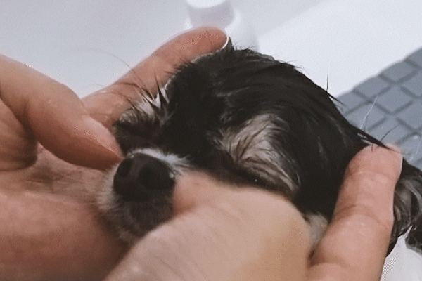 반려견 씻길때 사람들이 잘 안씻기는 부위.gif | 인스티즈