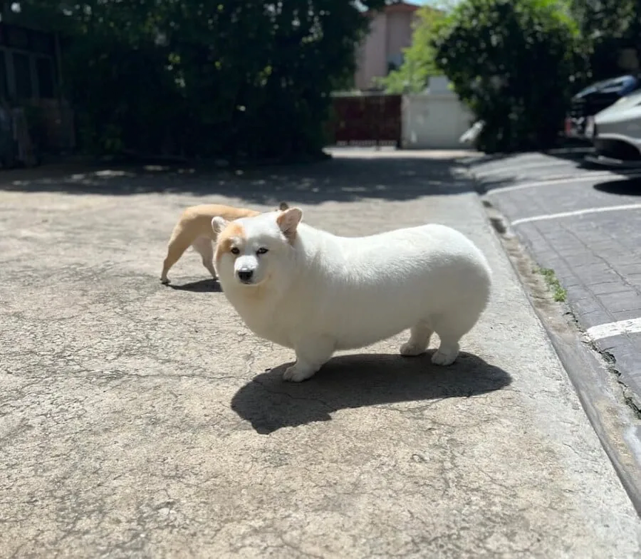 웰시코기와 시바의 사랑의 결과물 | 인스티즈