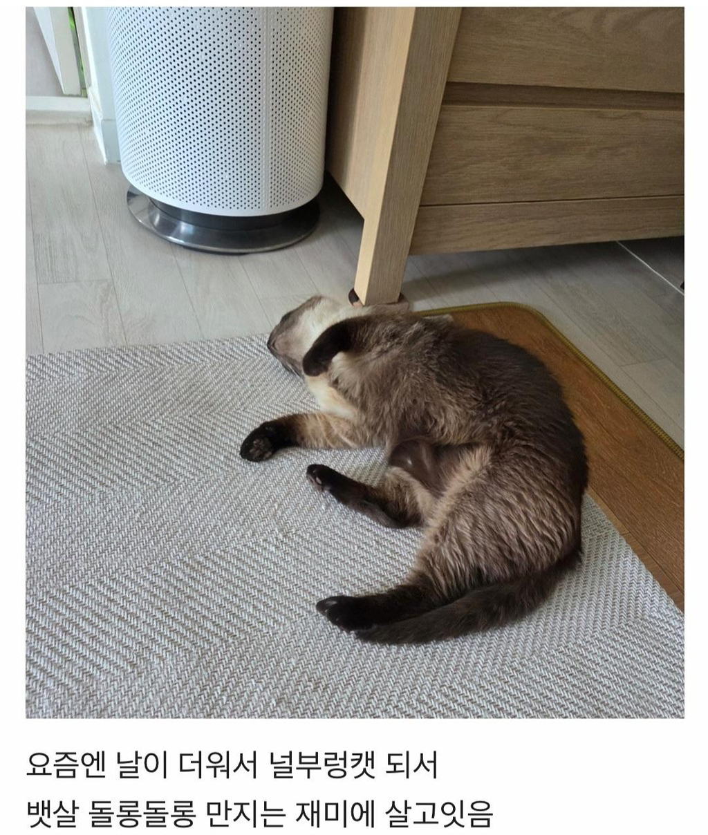 집냥이가 된 어느 길냥이 이야기 | 인스티즈