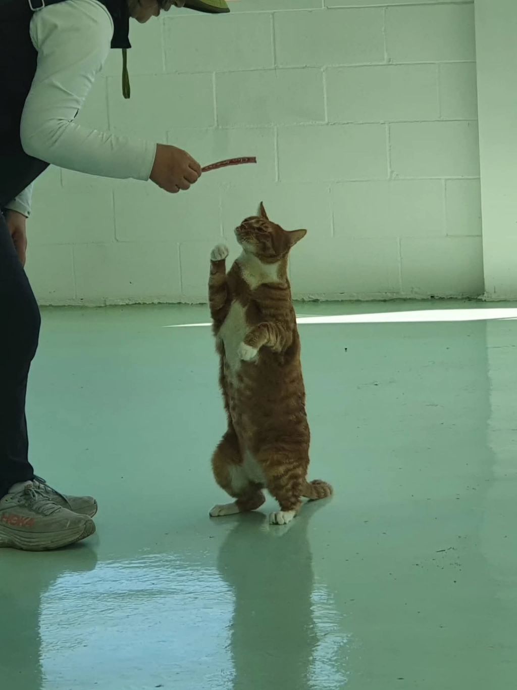 좀비딸에 나오는 고양이 | 인스티즈