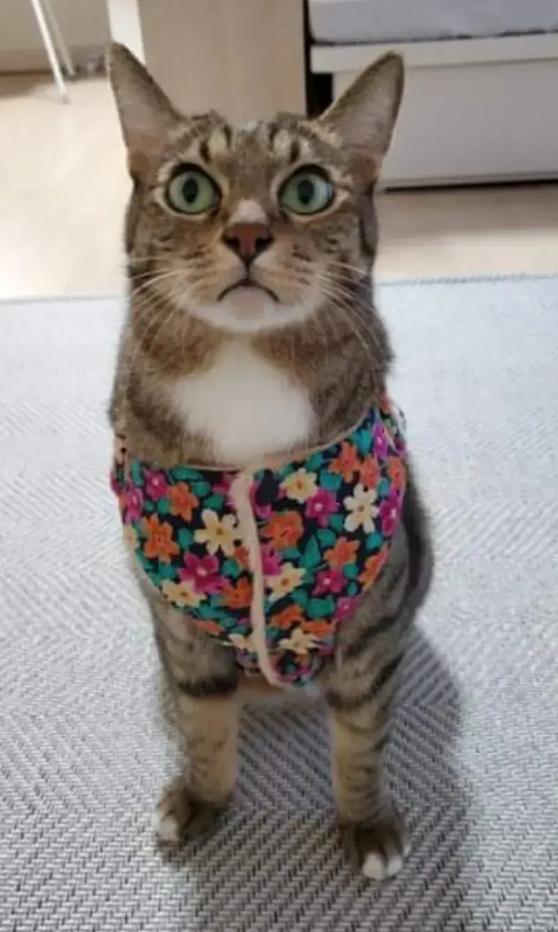 요즘 K-고양이 핫템.JPG | 인스티즈