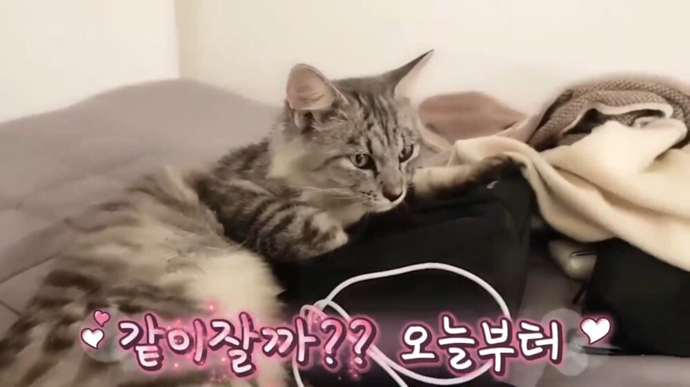 [스압주의] 일본인 캣맘 유튜버 2편 - 3천만원짜리 고양이 집 지음 | 인스티즈