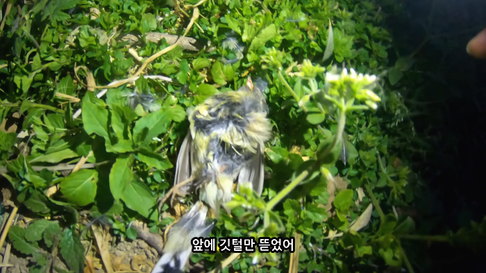 [사진100장스압] 고양이가 자연생태계에 끼치는 심각한 영향 | 인스티즈