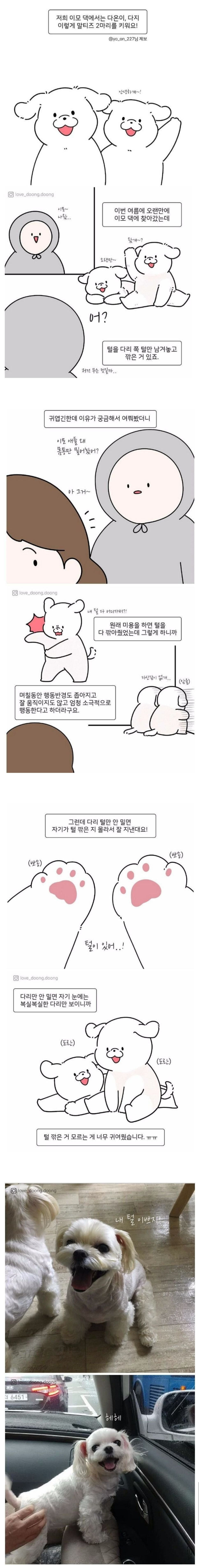 강아지 미용할때 다리털을 남기는 이유.jpg | 인스티즈