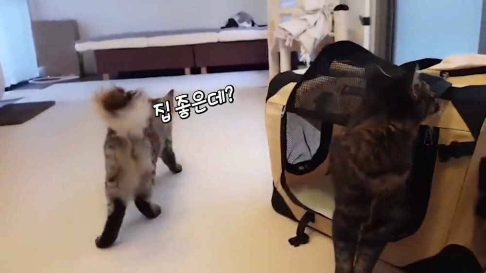 [스압주의] 일본인 캣맘 유튜버 2편 - 3천만원짜리 고양이 집 지음 | 인스티즈