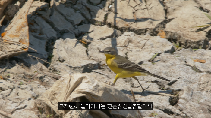 [사진100장스압] 고양이가 자연생태계에 끼치는 심각한 영향 | 인스티즈