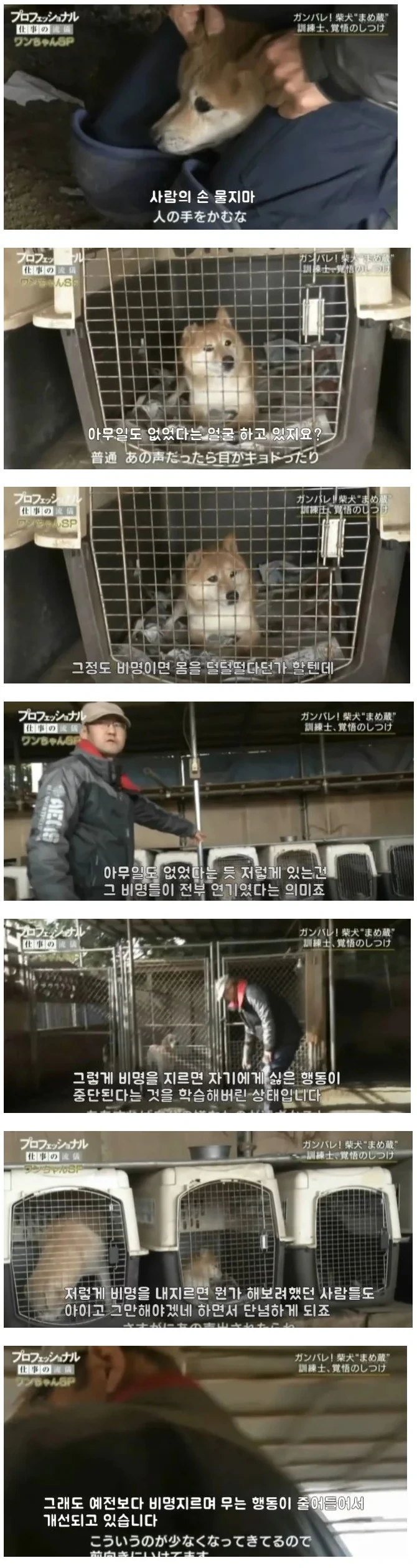 일본판 강아지 교육 1타강사 | 인스티즈