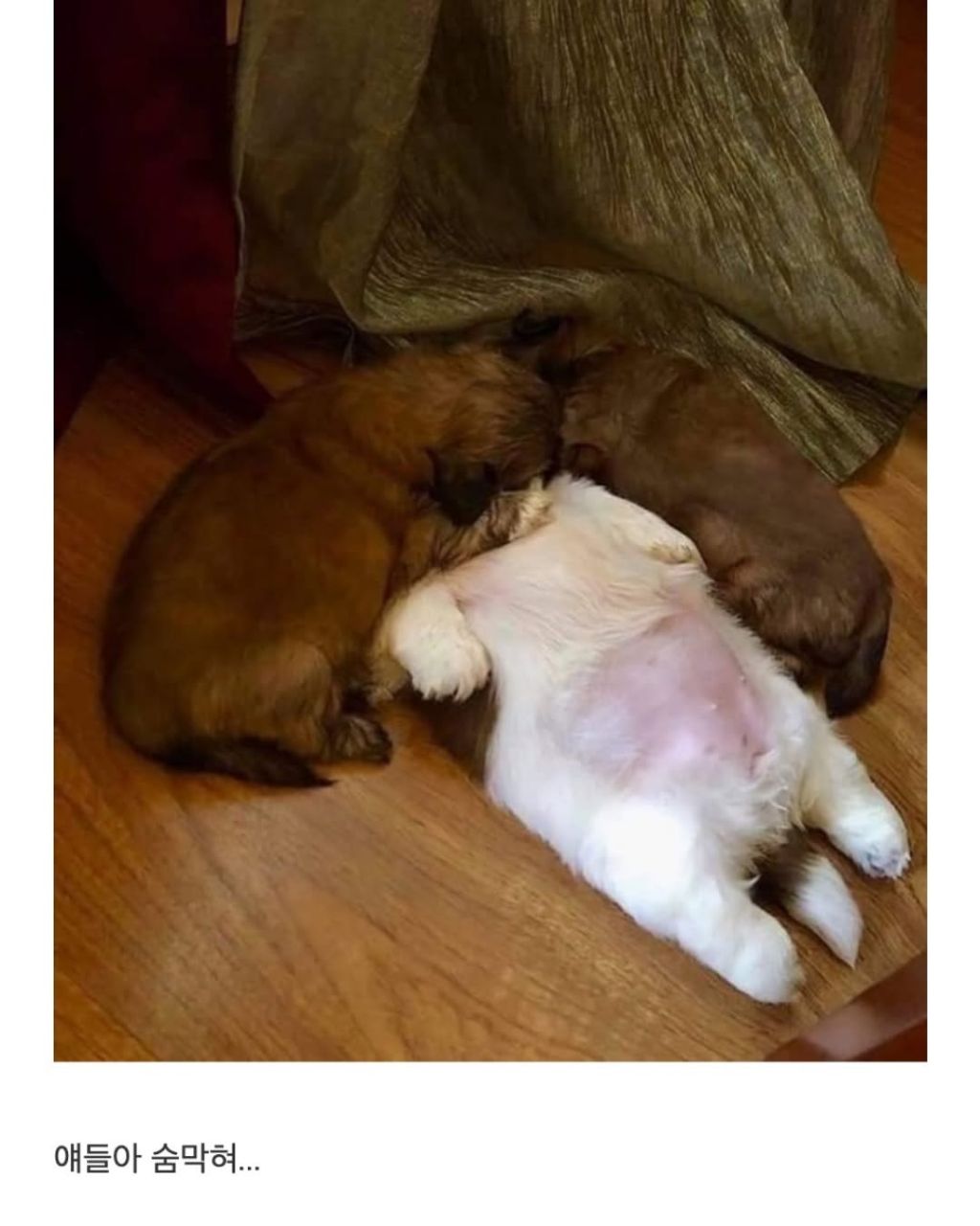 새끼 강아지때만 할수있다는자세 | 인스티즈