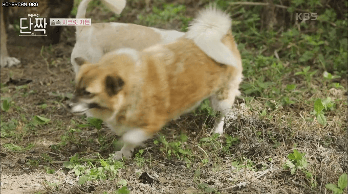 개들이 땅을 파는 이유...GIF | 인스티즈