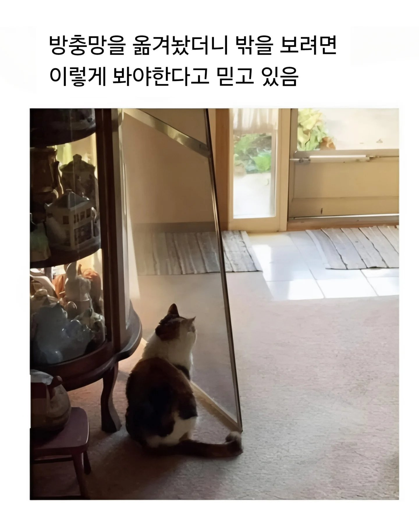 방충망을 옮겨놨더니 밖을 보려면 이렇게 봐야한다고 믿고 있음 | 인스티즈