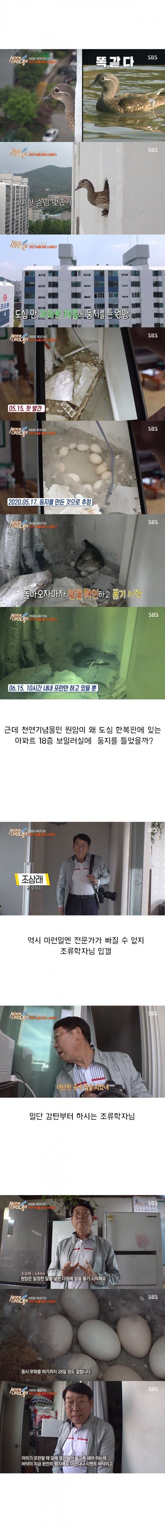 [세상에이런일이] 원앙 새끼 부화 시키기 레전드 ㄷㄷㄷ | 인스티즈