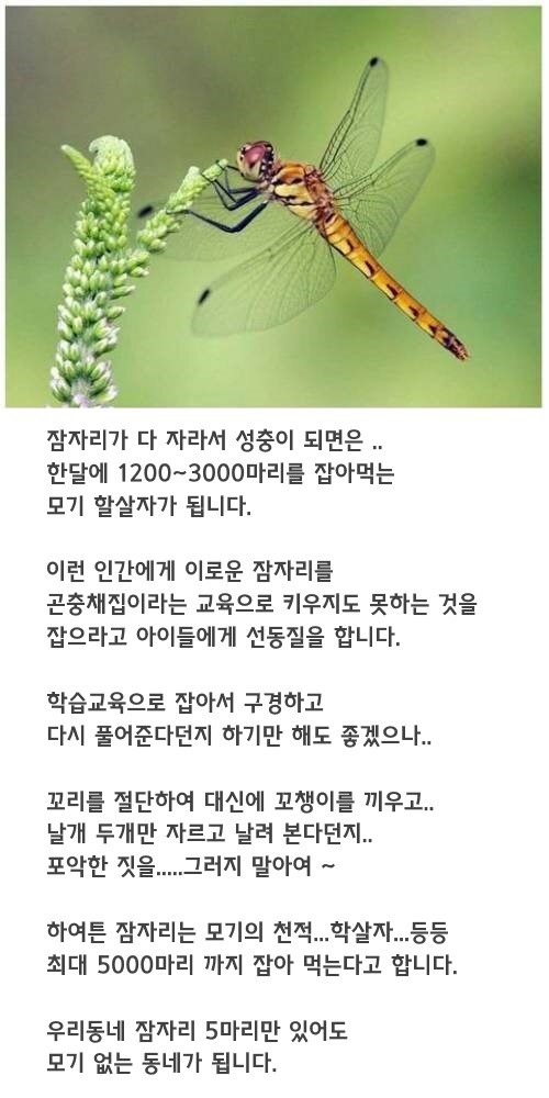 잠자리가 '죽음의 천사' 별명을 가진 이유.jpgif | 인스티즈