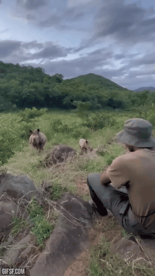 보호자를 방문한 엄마 코뿔소와 아기 코뿔소 | 인스티즈