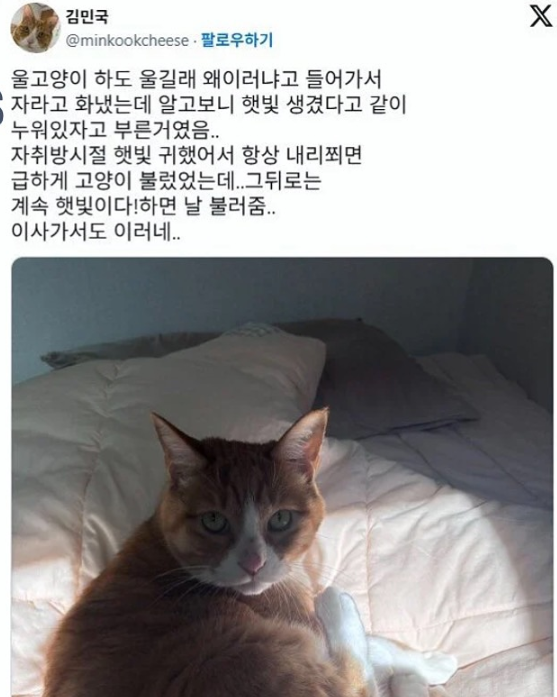 고양이가 하도 울길래 왜 이러나 했더니... | 인스티즈