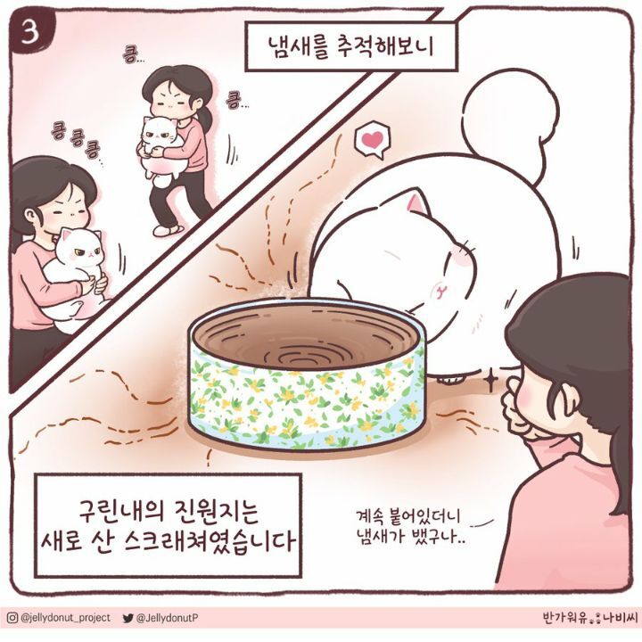 고양이에게서 지독한 냄새가 난 이유 | 인스티즈