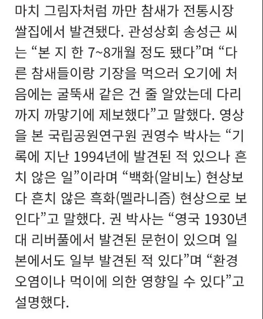 한국에서 발견된 암흑 참새 | 인스티즈