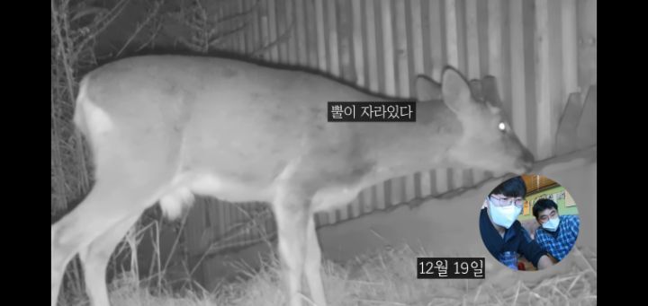 도로 위 야생동물 생태통로를 이용하는 동물들.jpg | 인스티즈