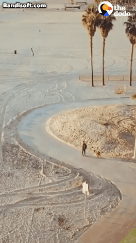 주인이랑 좋은 곳 다 가보는 댕댕이.gif | 인스티즈