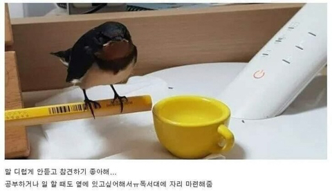 싱글벙글 새줍한 디씨인 | 인스티즈