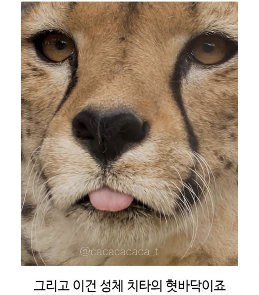 그냥 큰 고양이 같다는 치타 | 인스티즈