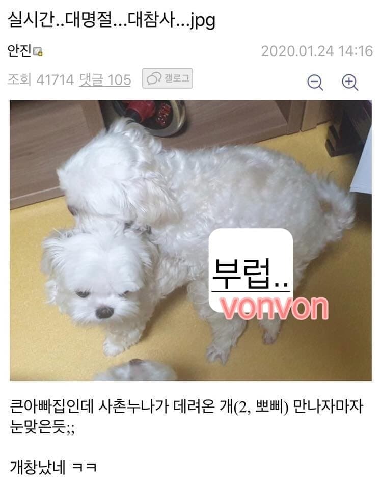디씨 댕댕이 인증 레전드 모음 | 인스티즈