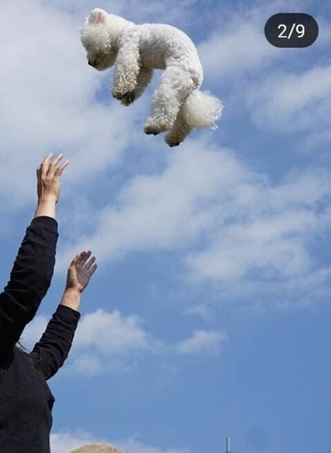 갈때까지 가버린 애견 인스타 유행.jpg | 인스티즈