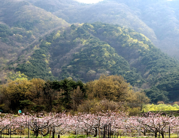 지증왕의 그곳은 45cm였다? 신라인과 성(性) 이야기 | 인스티즈