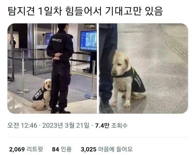 근무에 지친 댕댕이 | 인스티즈