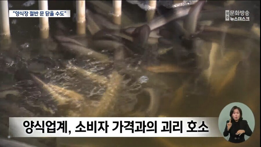 현재 난리났다는 장어값 역대급 대폭락 도산위기 근황 | 인스티즈