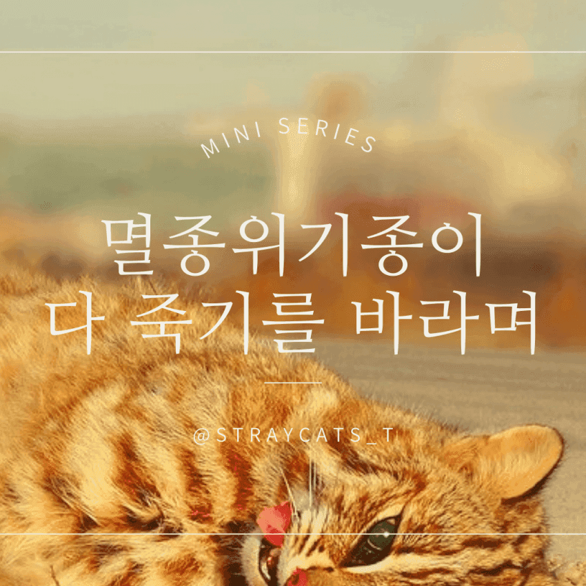 캣맘들 땜에 고통 받는 삵 근황 | 인스티즈