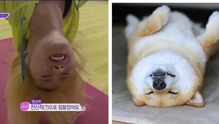 도지코인 닮은 아이돌 ㄷㄷㄷ.JPGIF | 인스티즈