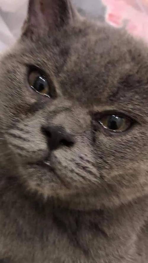 마늘 까는거 구경하는 고양이 .jpg | 인스티즈