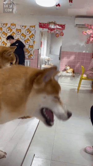 연속 재채기하는 시바견 | 인스티즈