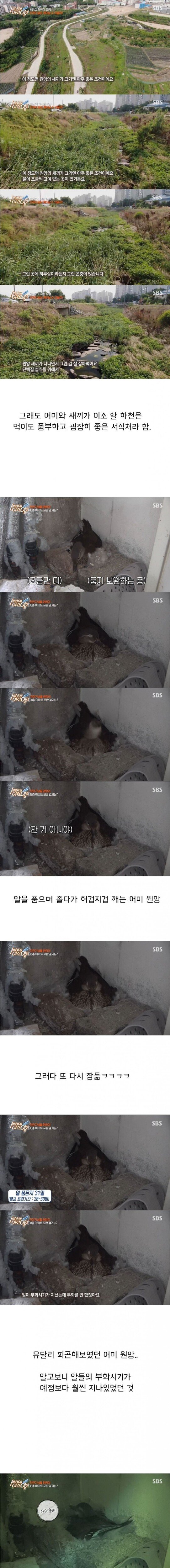 [세상에이런일이] 원앙 새끼 부화 시키기 레전드 ㄷㄷㄷ | 인스티즈