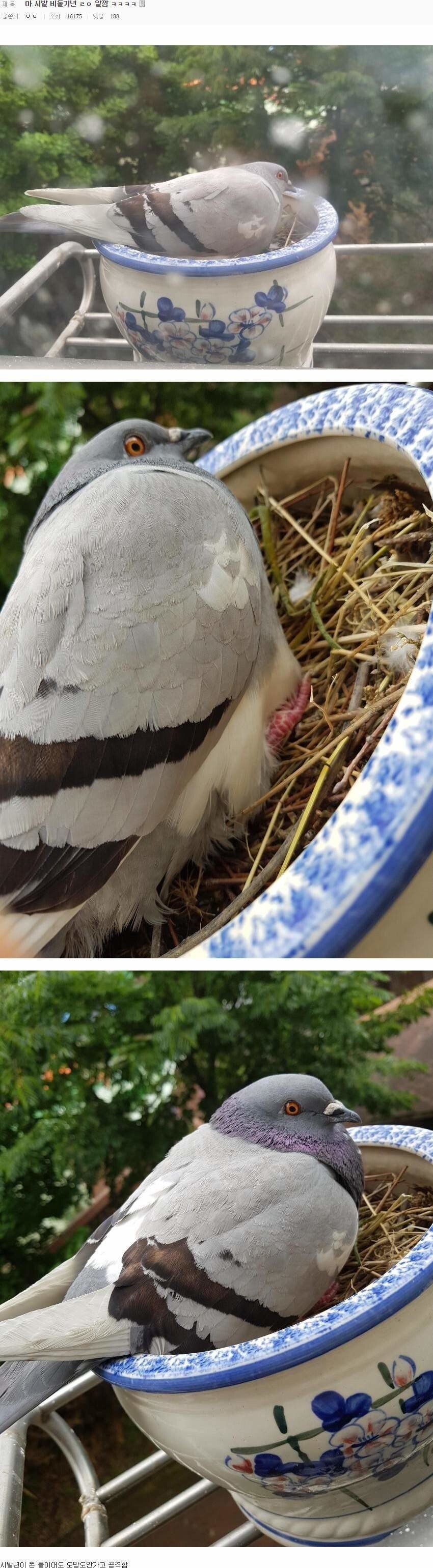 디시 비둘기 후라이 빌런.jpg | 인스티즈